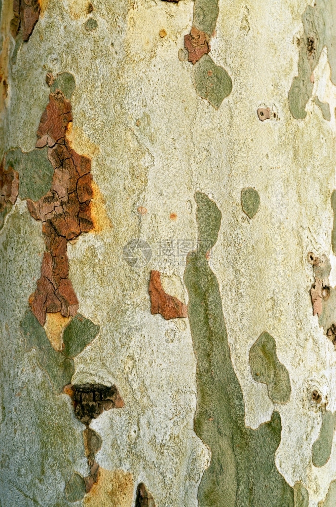 悬铃木大理石纹植物伦敦飞机树皮图案自然纹理图片