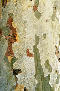 悬铃木大理石纹植物伦敦飞机树皮图案自然纹理图片