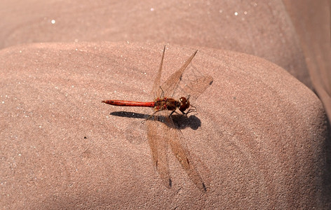 野外的红蜻蜓高清图片