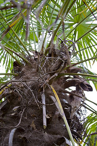 新鲜的树叶棕榈图片