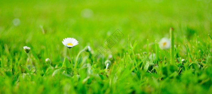 春天花园白菊的详细图象户外草节图片