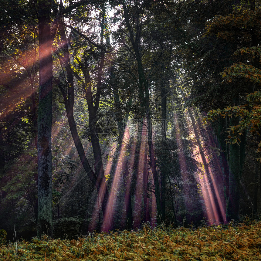 多彩日出阳光穿过森林图片