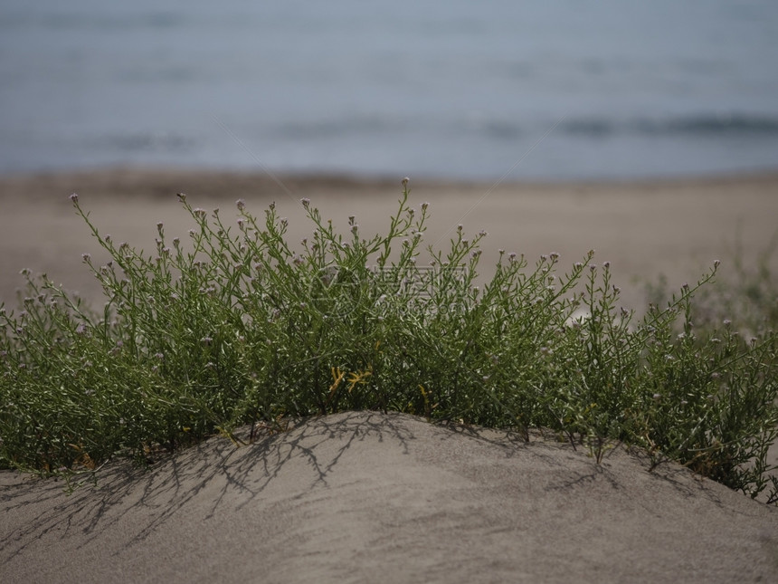 幸存者生干燥土耳其海滩沙上生长的哈迪植物图片