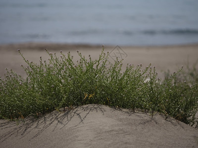 幸存者生干燥土耳其海滩沙上生长的哈迪植物图片