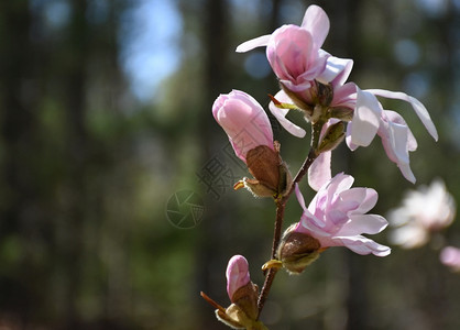 花萌芽明亮的粉红木兰树有多种芽漂亮的背景图片
