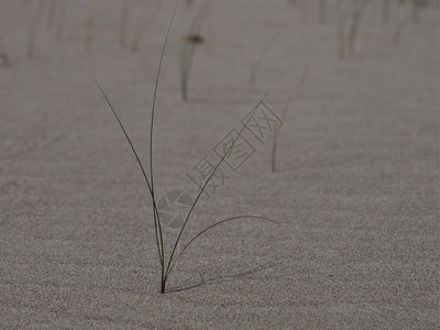 幸存者耐寒土耳其海滩沙上生长的哈迪植物花图片