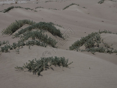 干燥土耳其海滩沙上生长的哈迪植物幸存者海滨图片