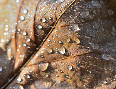 干枯树叶上的水滴背景图片