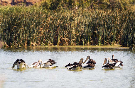 鹈鸟澳大利亚默里河湿地鱼类潜水的一锁澳大利亚穆雷河湿地鹈鹕图片