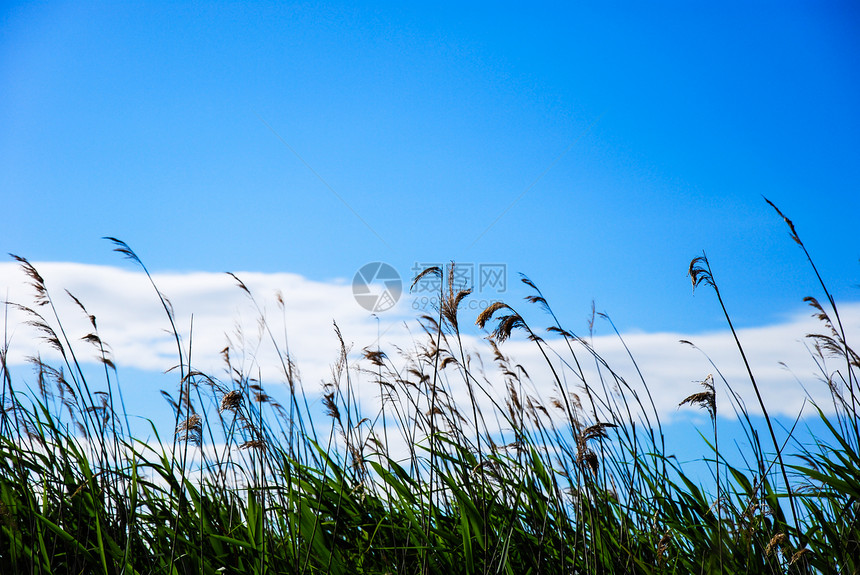 白色的在夏日青草中蓝天空云瑞典图片