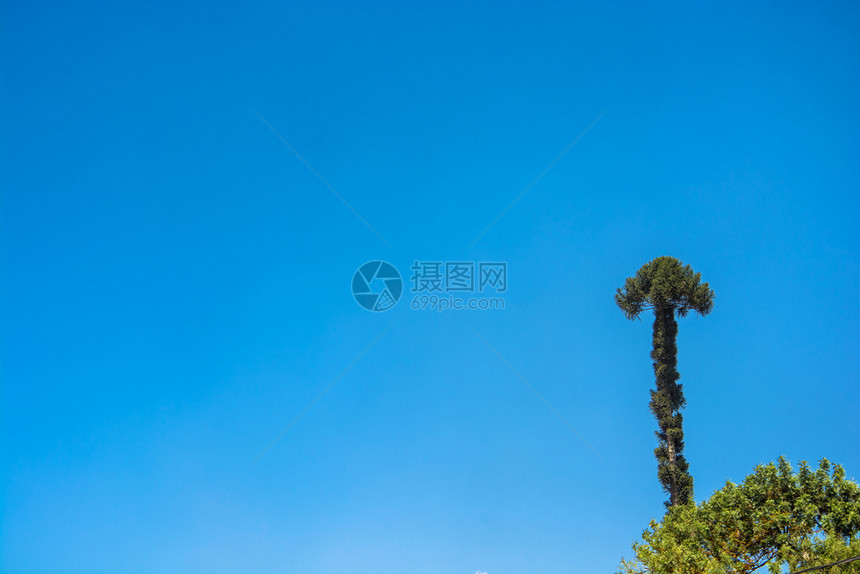 高的原来蓝色始树以箭形式在泛蓝天空的背景上尼泊尔图片