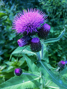 森林植物紫色野花的绿粉背景图片