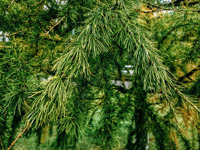 公园绿色户外夏季森林松树绿针图片