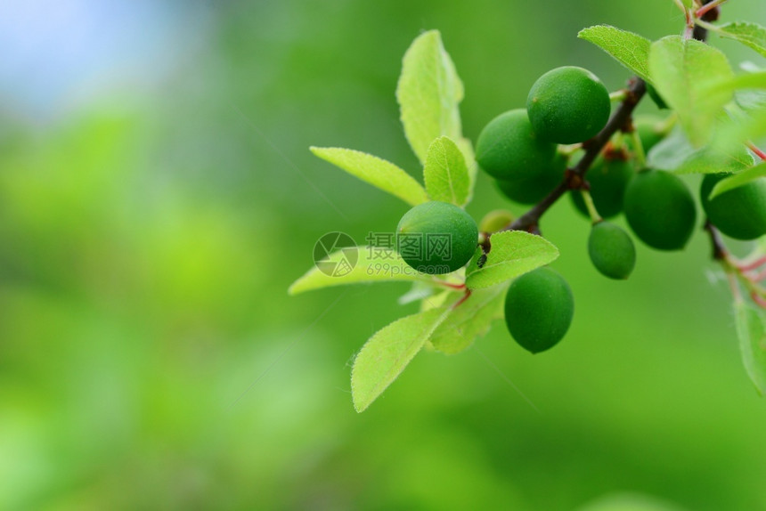 斯洛自然绿黑角水果树上枝处Sloe或PrunusSpinosa分支图片