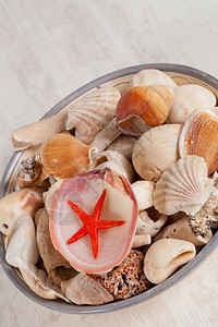不同种类的海星和贝壳背景图片