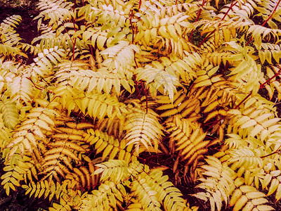 秋天花园植物丛图片
