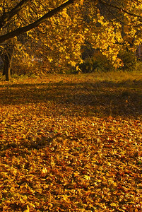 秋天的公园图片