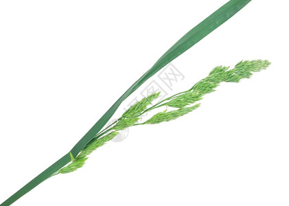 茯苓重做药用植物复金沙发草背景图片