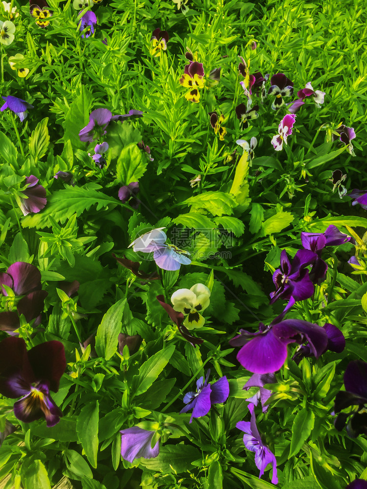 花粉园鲜紫罗兰盛开绿色图片