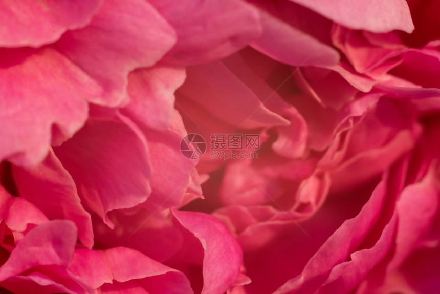 温和的粉色红背景来自各种花瓣近镜头拍摄图片