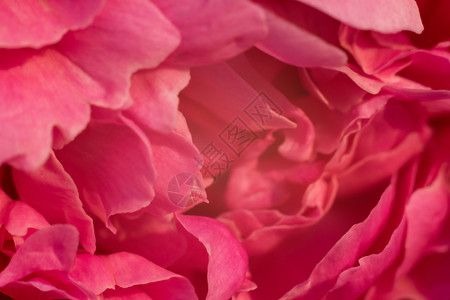 温和的粉色红背景来自各种花瓣近镜头拍摄图片