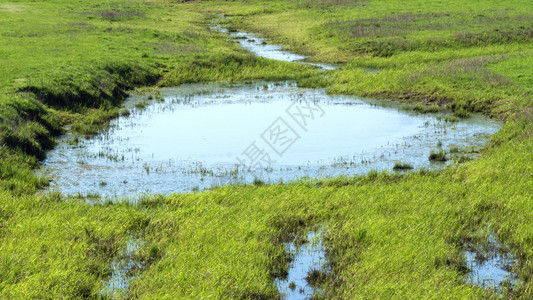 植物水ElbeElbe公园的生物群池塘图片