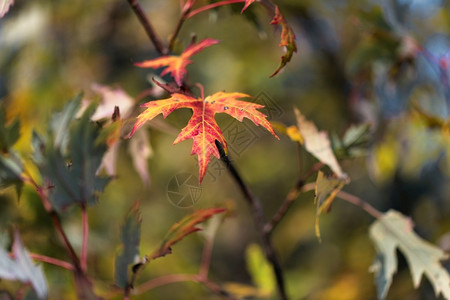 户外分支叶子秋天小树枝上的黄叶和红图片