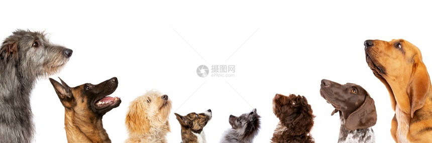 小狗品种一组八只向上看肖像以剖面素谱隔离在由八只狗组成的白色背景群中寻找肖像在剖面图中水平的图片