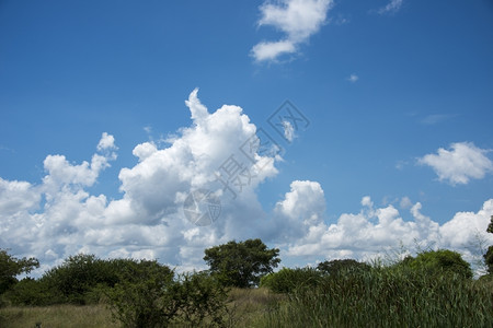 夏天预订非洲自然保护区的蓝天空和云草图片