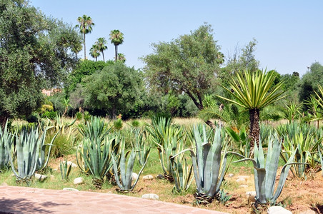 自然细节摩洛哥马拉克什市莫罗科埃尔哈蒂花园植被详情图片