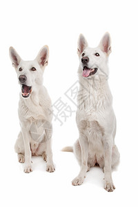 正面国内的小狗白色牧羊犬在背景前的两只白色牧羊犬背景图片
