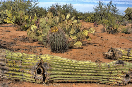 仙人掌桶装和里德米勒多刺的沙漠图片