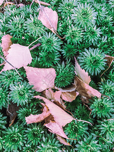 树叶质地花园植物装饰草风格图片