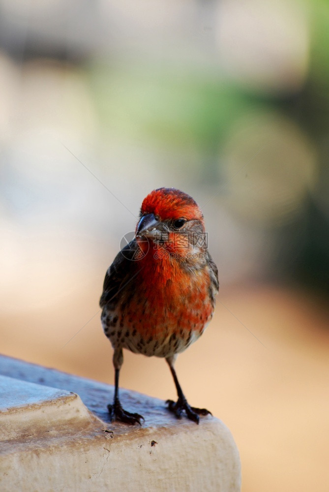 可爱的小红鸟图片