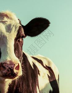 复古风格的荷斯坦奶牛肖像荷斯坦奶牛肖像动物黑色的农业图片