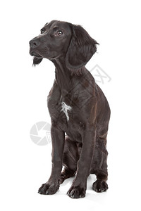 出去混合种狗斗鸡贝皮黄酱涂层平坦的西班牙猎狗图片
