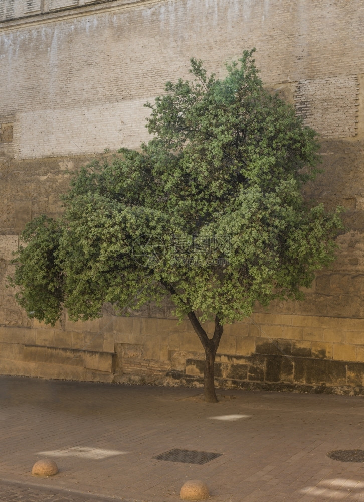 街道在西班牙科尔多瓦带有棕色古墙的旧绿橄榄树棕色的图片