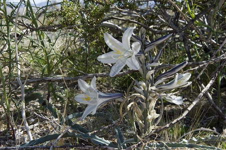 花朵安扎里德米勒丽沙漠图片