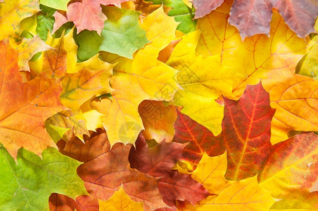 堆积的秋天枫叶背景图片