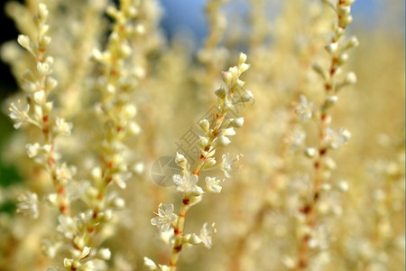花序的荷兰用白色朵紧贴的根茎在荷兰植物群图片