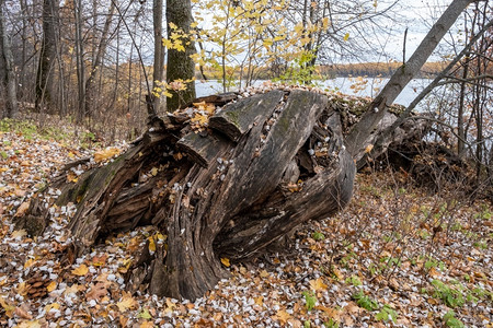 秋天森林里的枯木桩图片