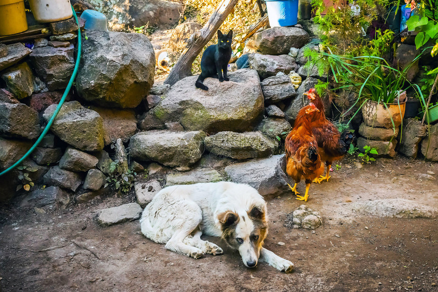 农场母鸡后院的动物家养狗犬小鸡后院的动物家庭孩子们图片