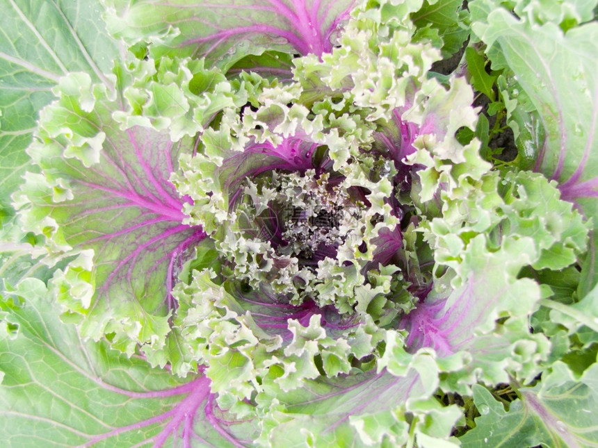 花瓣生长绿色植物背景以绿色植物封闭形式呈现的绿色植物背景春天图片