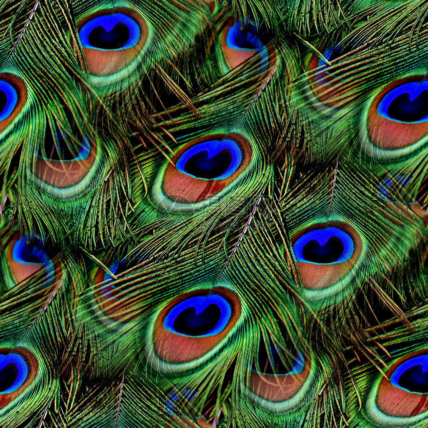 无缝的彩虹色鸡孔雀羽间接缝无纹质瓷砖图片