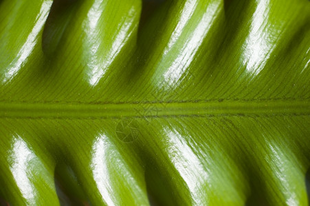条纹蕨类缝合后毛绿的青菜叶色图片