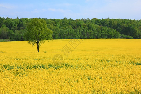 黄色的油菜花田地图片