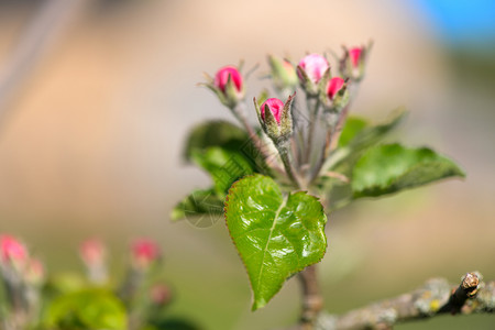 维林克果树苹带有粉红花芽开生长图片