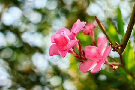 开花散景树自然园中美丽的粉红色花朵图片