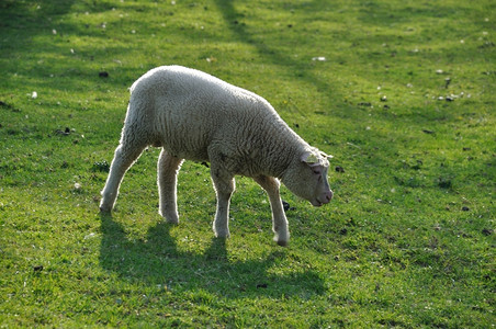 草地里的羊图片