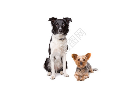 坐着友谊一只小狗和大在白色背景面前看着摄像机两只狗白色的图片